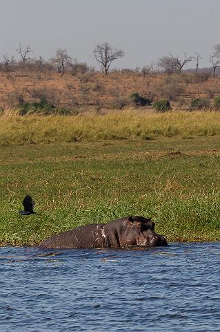 062 Chobe NP, nijlpaard.jpg